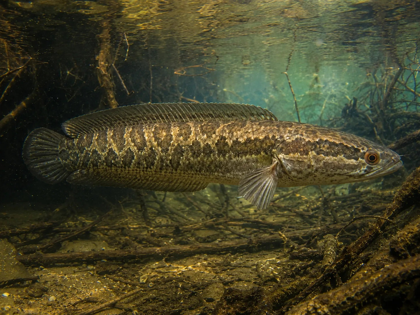 Northern snakehead