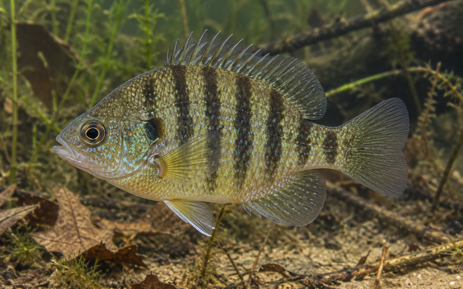 Banded Sunfish identification image