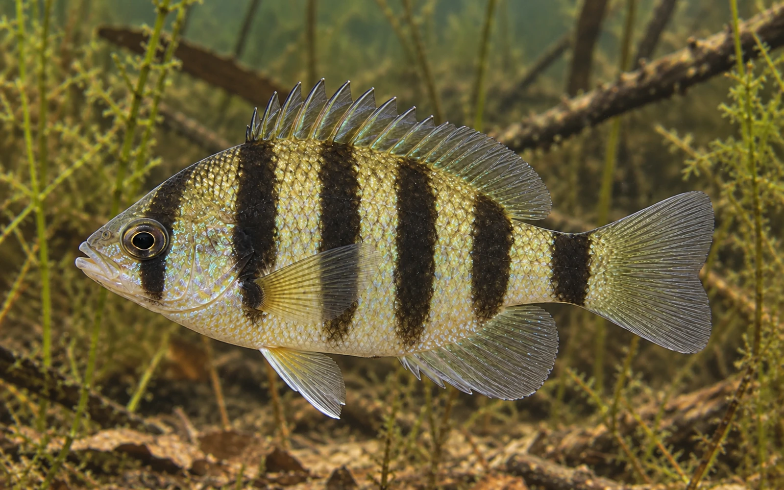 Blackbanded Sunfish identification image