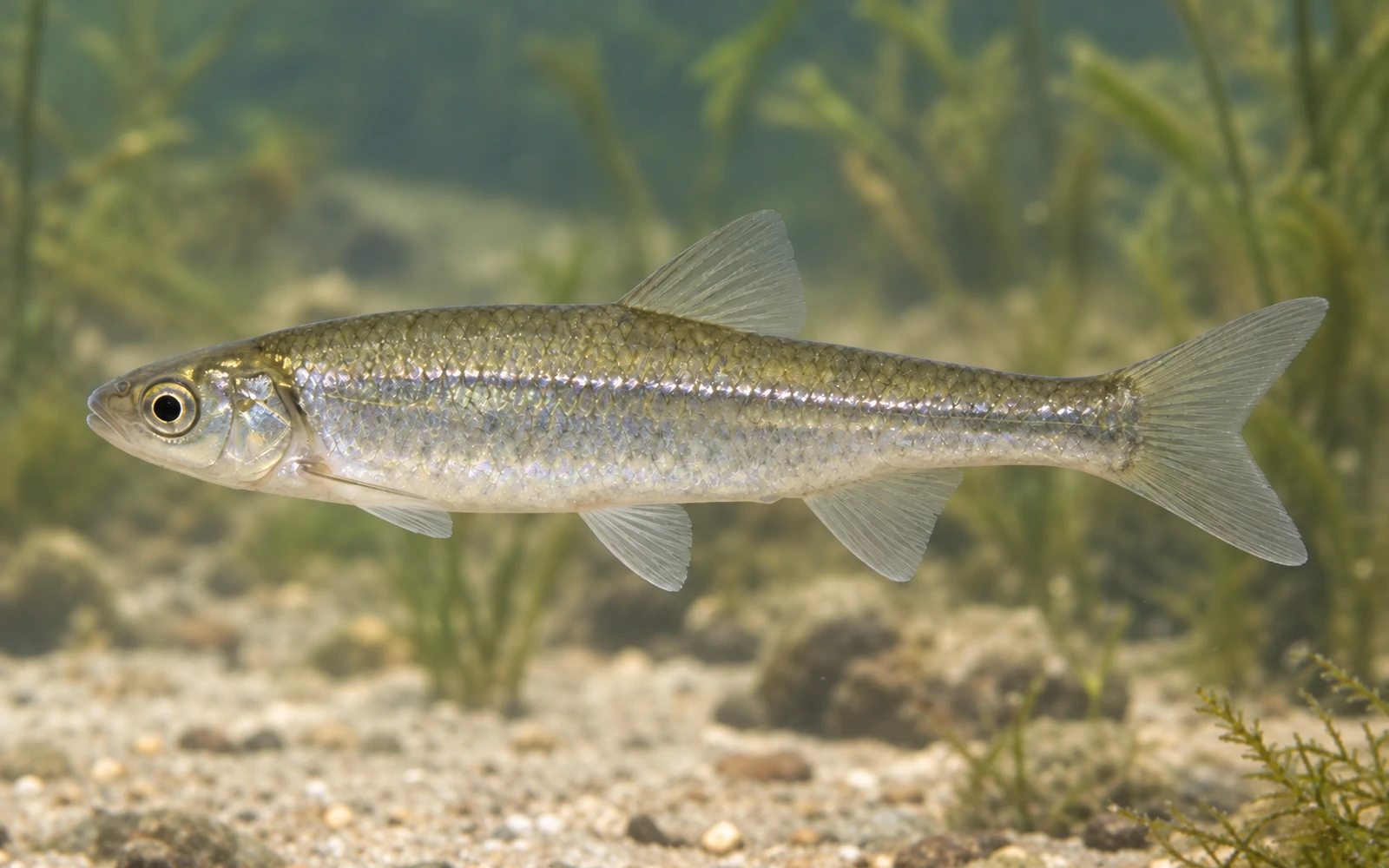 Eastern Silvery Minnow identification image