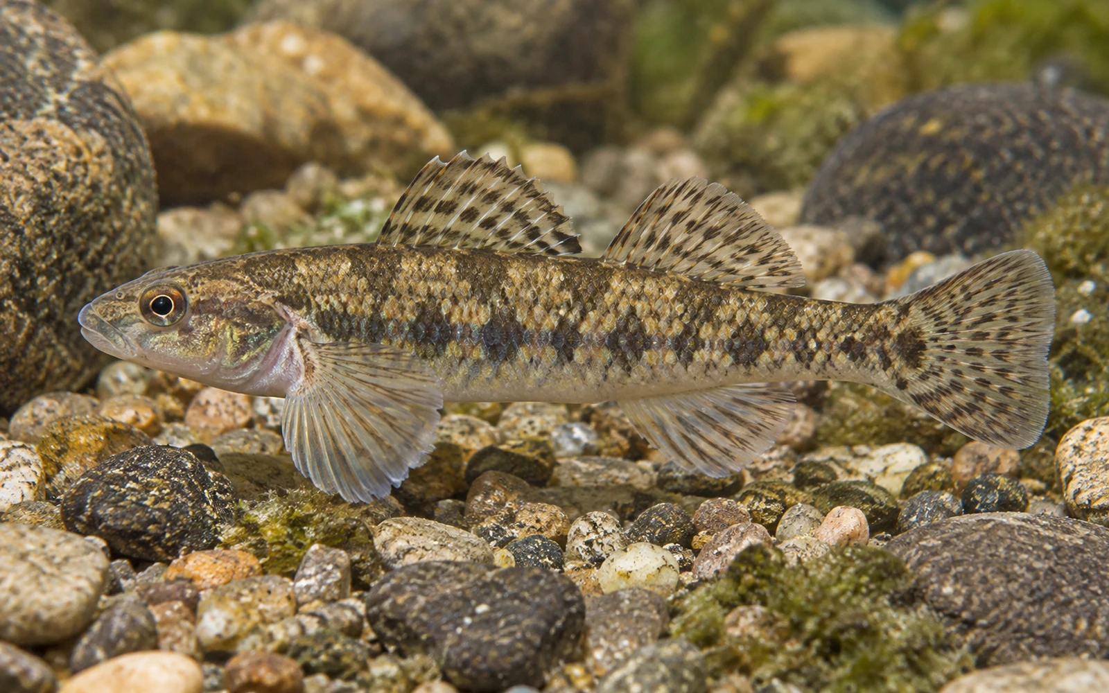 Tessellated Darter identification image